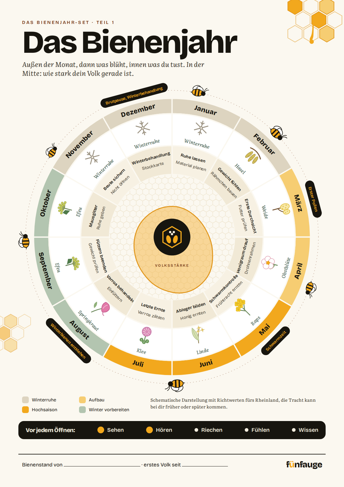 Poster Das Bienenjahr: ein Jahresrad mit zwölf Monaten, Blühpflanzen, Aufgaben und Volksstärke